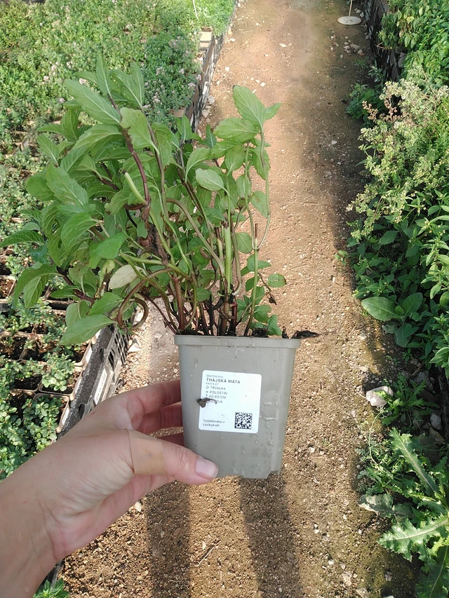 Menta tailandesa - 19. 8. 2025
