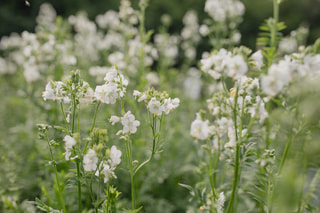 Jirnice White Pearl, Loukykvět