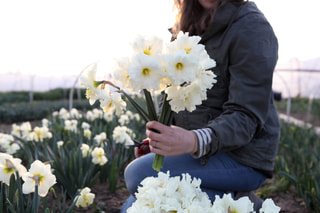 Narcis Colblanc, Loukykvět