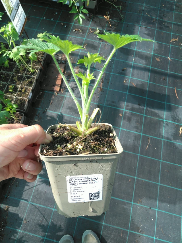 Larkspur Magic Fountains White (Dark Bee) - 11. 7. 2025