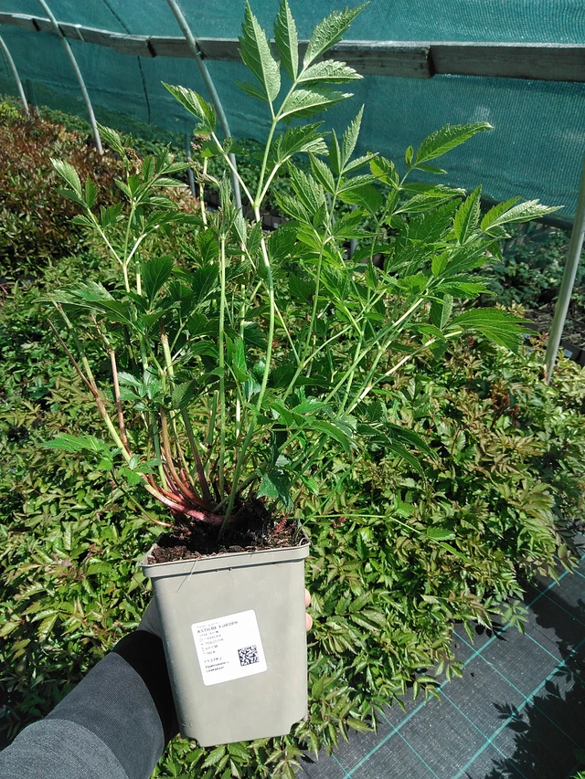 Astilbe Europa - 13. 5. 2025