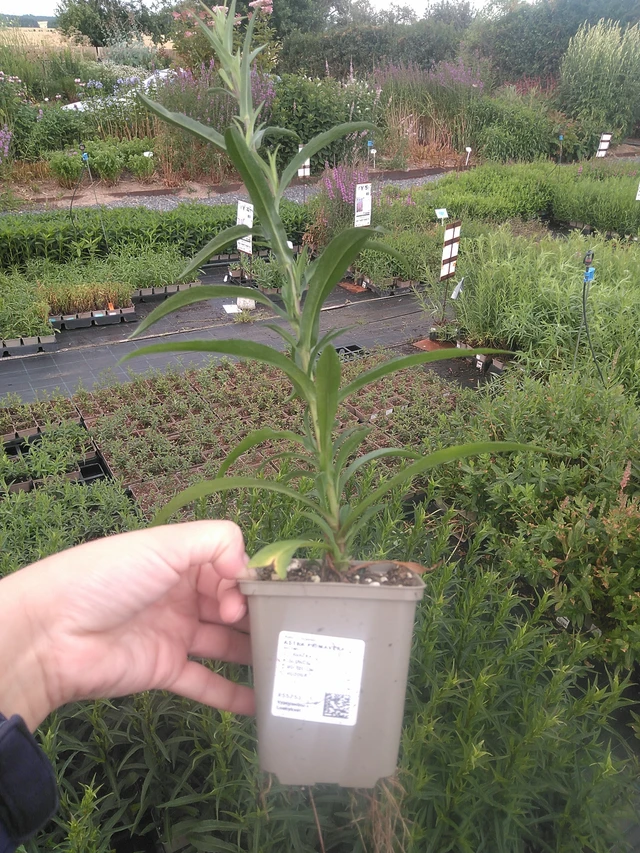 Aster Primavera - 11. 7. 2025