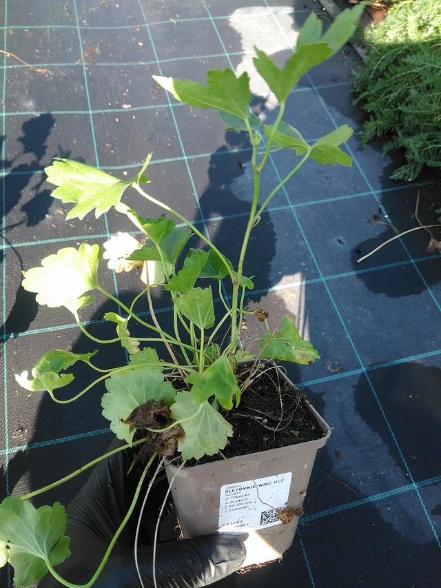 Malesiini Wine Red - 19. 8. 2025