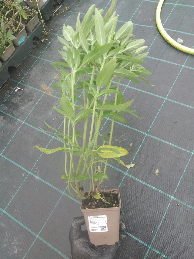 Monarda punctata - 4. 8. 2025