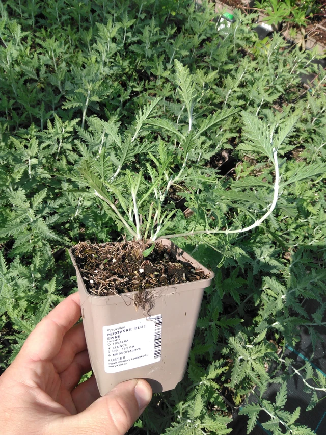 Pensaskanerva Blue Spire - 2024