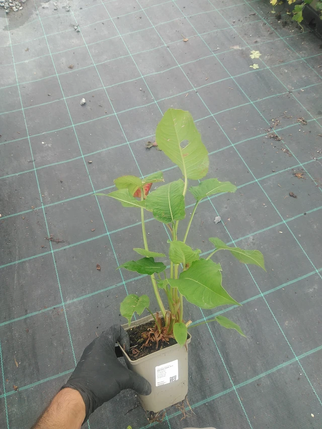 Persicaria Dark Red - 10. 9. 2025