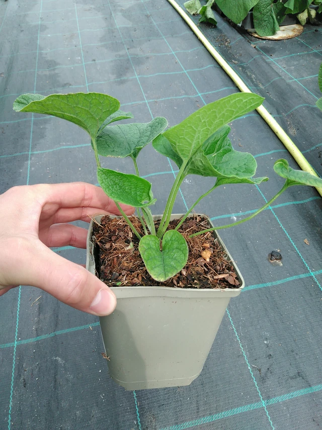 Pomněnkovec Betty Bowring - 21. 8. 2025