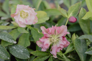 Čemeřice Double Ellen Pink, Loukykvět