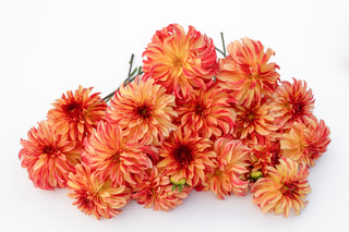 Jiřina Irish Pinwheel, Loukykvět