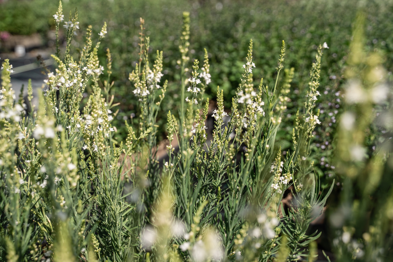 Linaire Springside White, Loukykvět