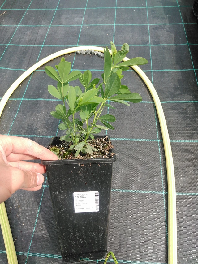 Baptisia australis - 24. 6. 2025