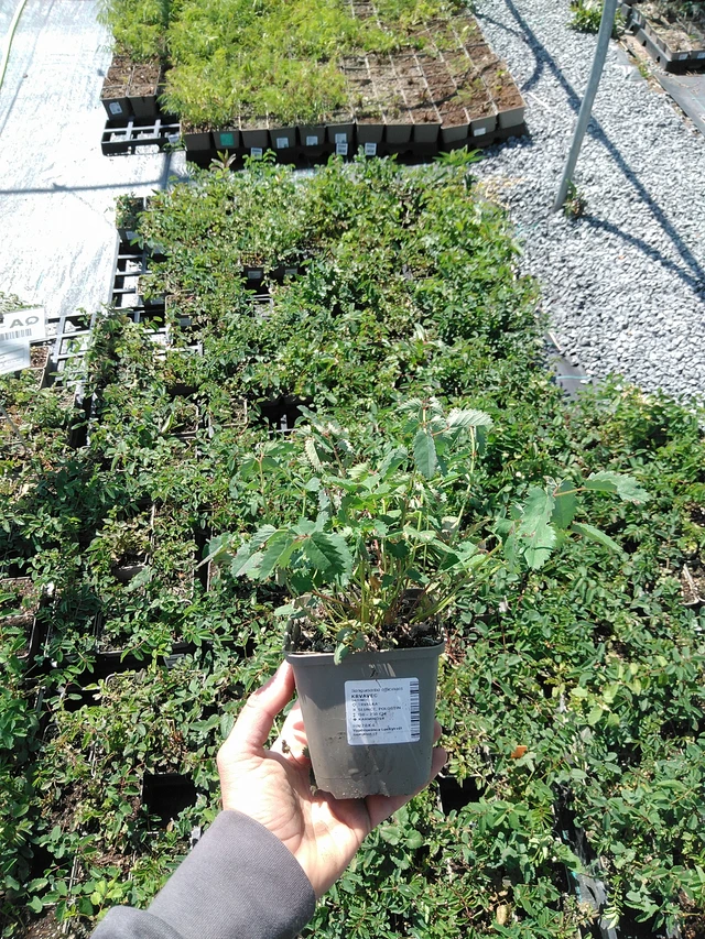 Krvavec - 13. 5. 2025