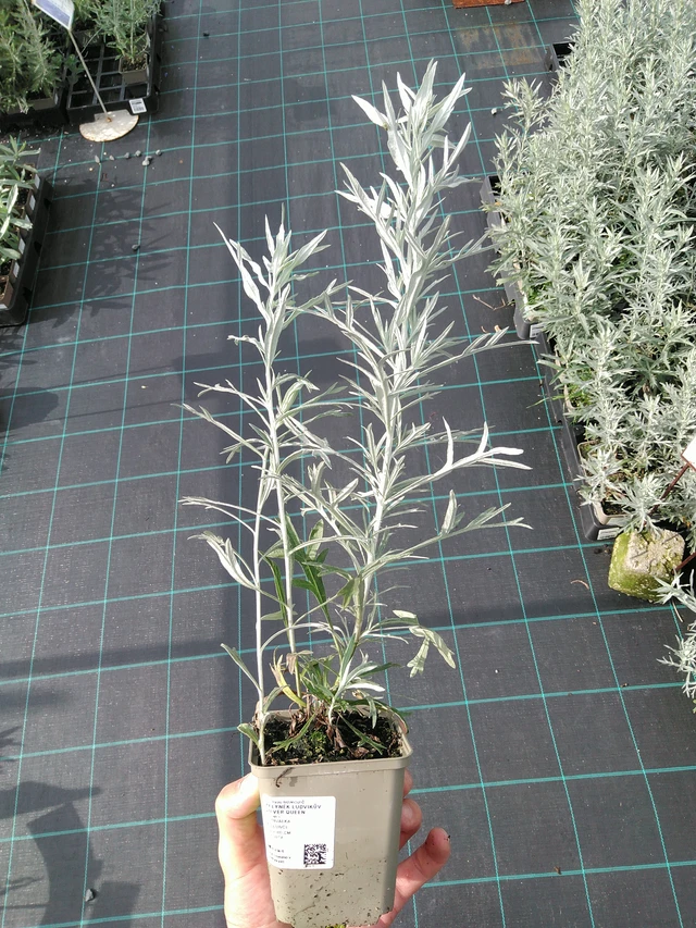 Wormwood Ludvíkův Silver Queen - 28. 7. 2025