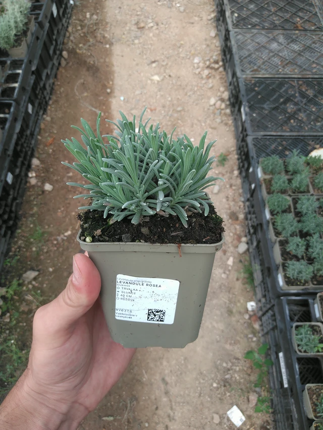 Lavender Rosea - 25. 7. 2025