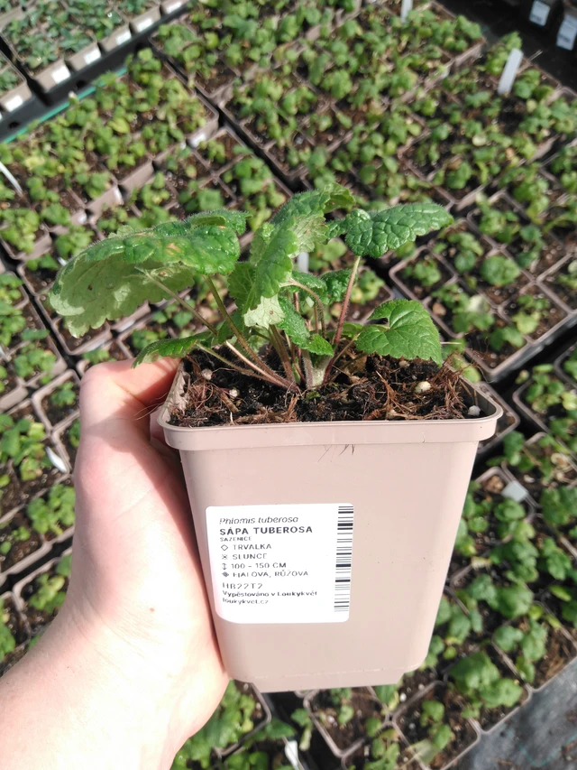 Sápa Tuberosa - 2024