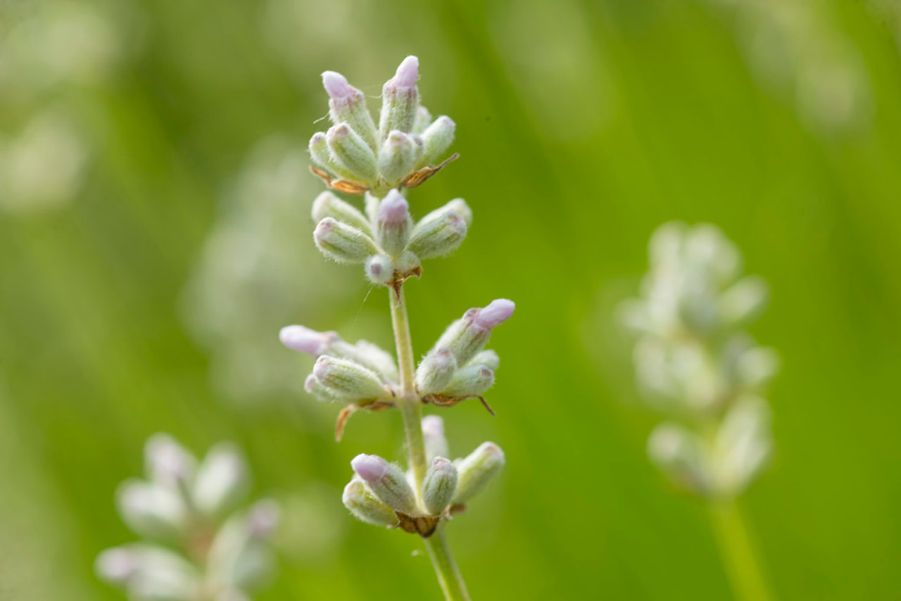 Levandule Edelweiss, Loukykvět