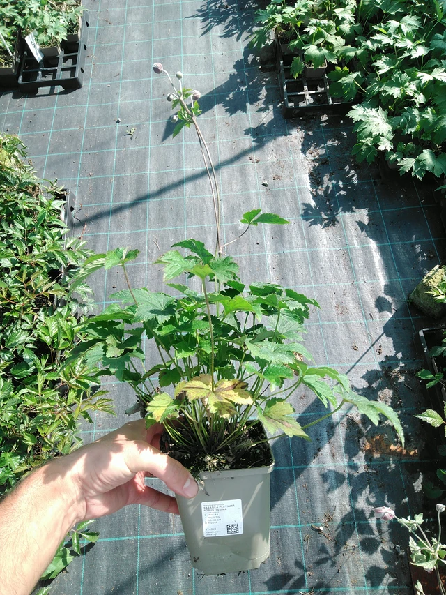 Sasanka plstnatá Robustissima - 19. 8. 2025