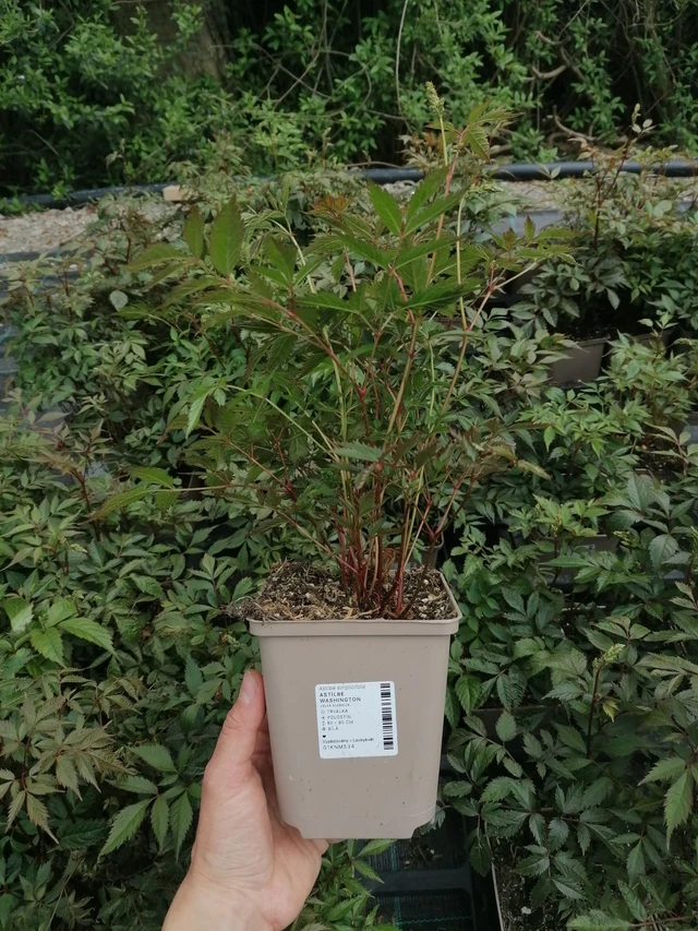 Astilbe Washington - 2024