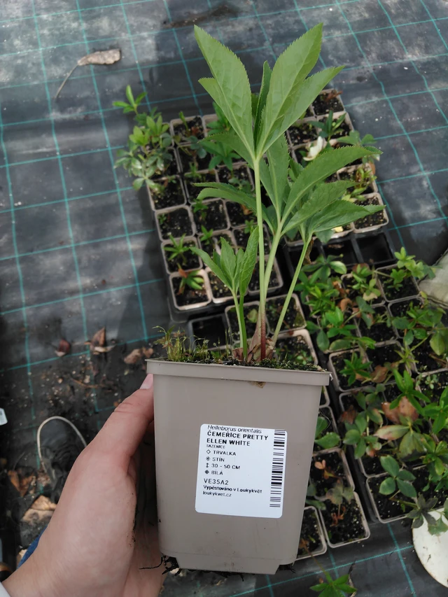 Eléboro Pretty Ellen White - 2024