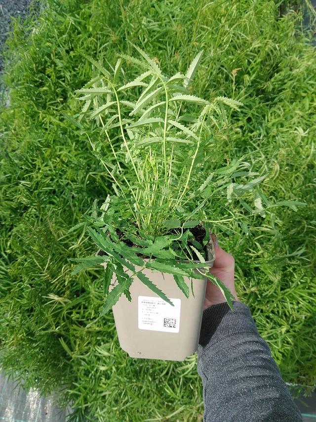 Krvavec Alba - 9. 6. 2025