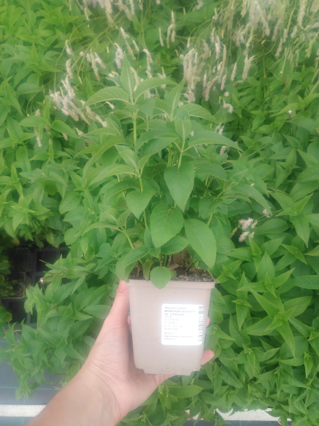 Monarda Beauty of Cobham - 2024