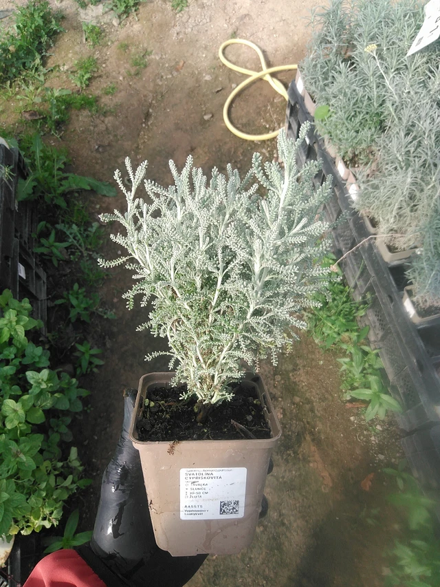 Santolina chamaecyparissus - 13. 10. 2025