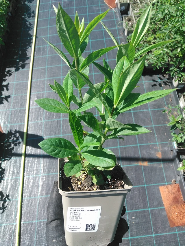 Flox Franz Schubert - 1. 7. 2025