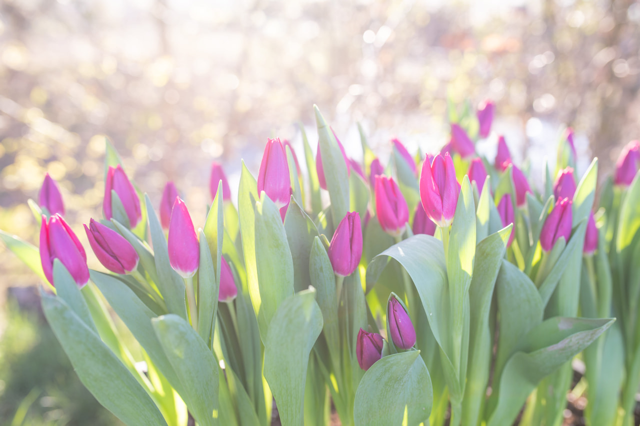 Tulipán Pink Ardour, Loukykvět