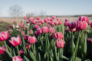 Tulipán Columbus, Loukykvět