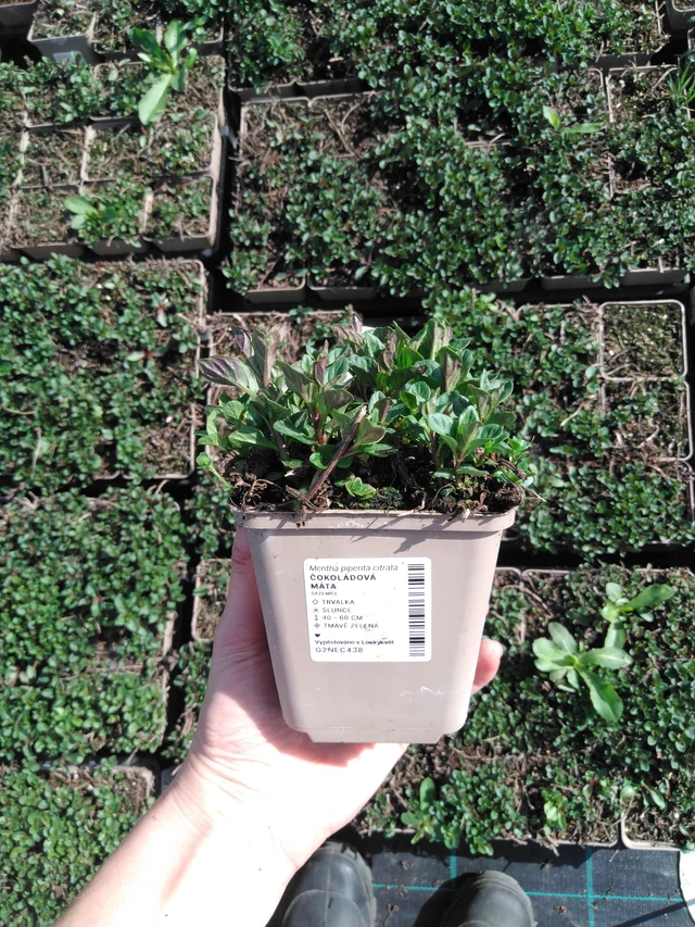 Menta albahaca - 2024