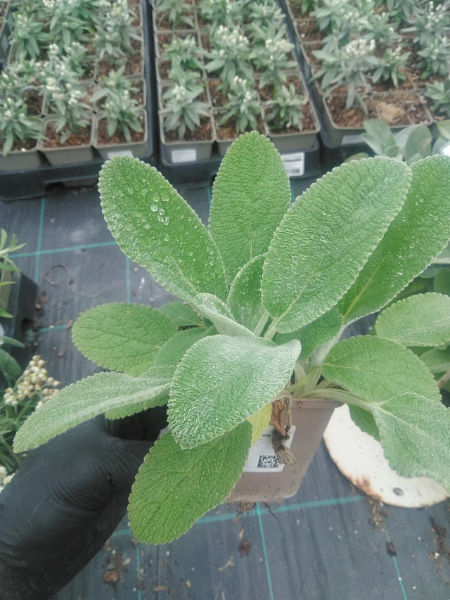 Pähkämö Cottons Boll - 10. 9. 2025