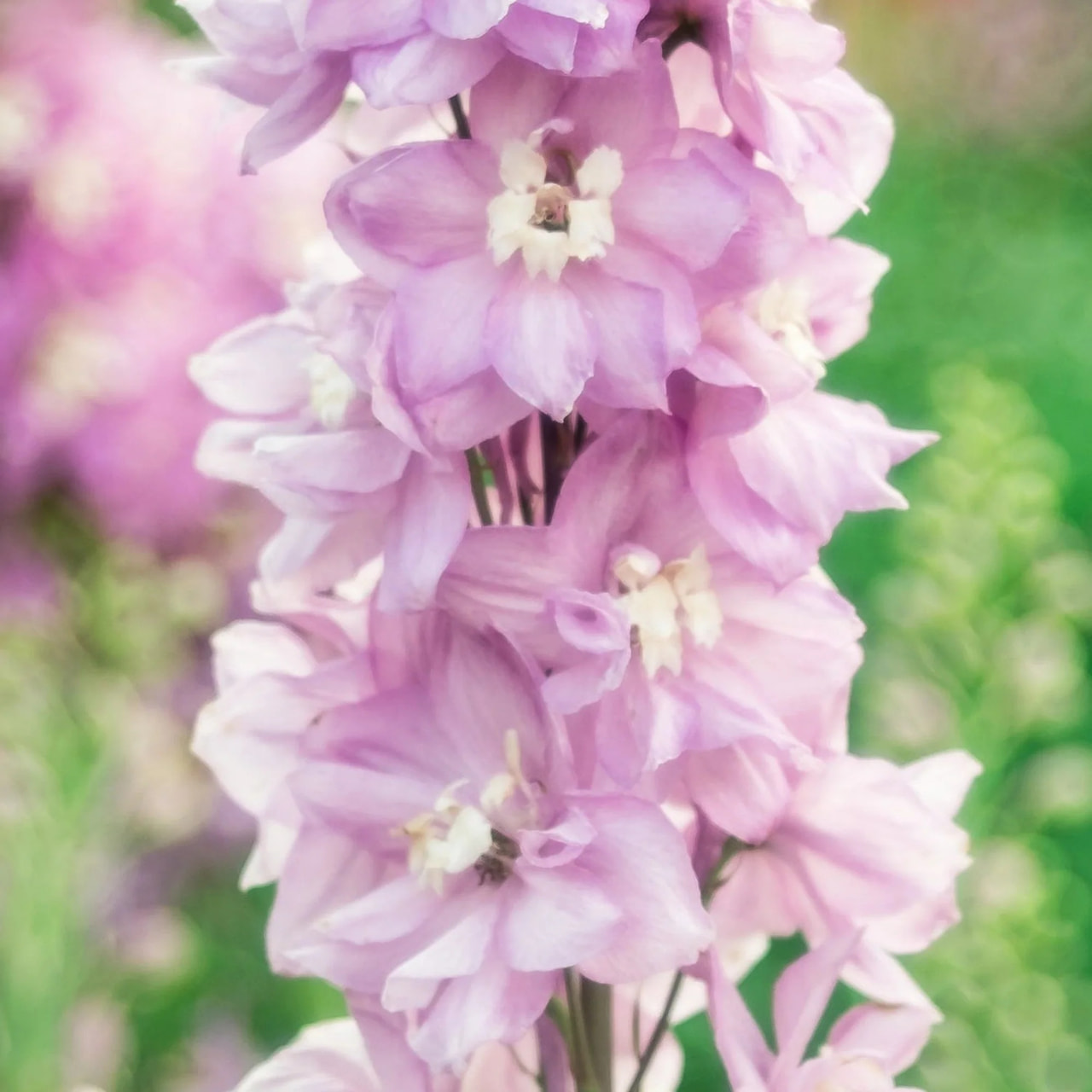 Stračka vyvýšená Magic Fountains Deep Rose (White Bee), Loukykvět