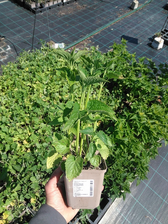 Iisoppi Alabaster - 13. 5. 2025