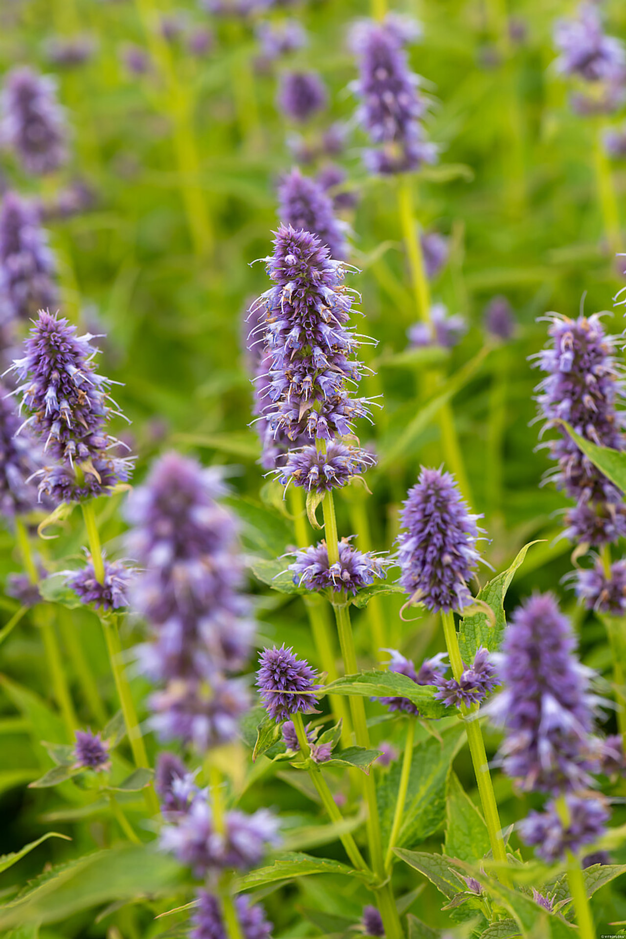 Agastache Blue Fortune, Loukykvět