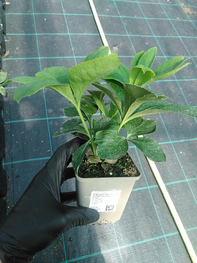 Eléboro Pretty Ellen Spotted - 19. 8. 2025