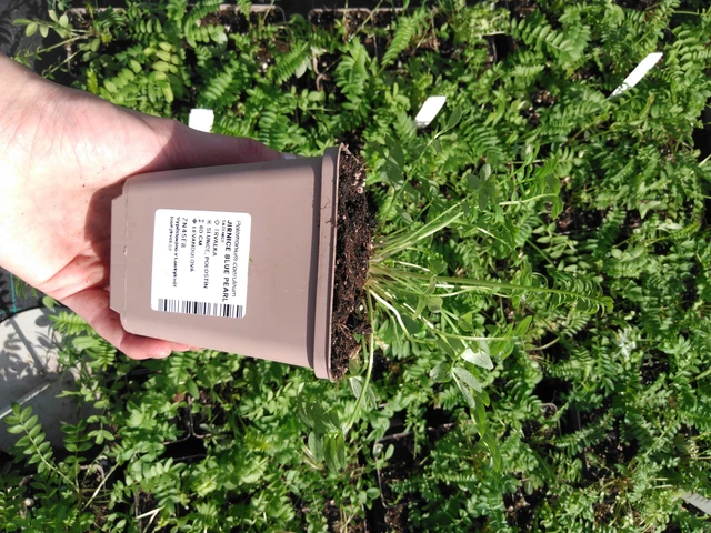 Jirnice Blue Pearl - 2024