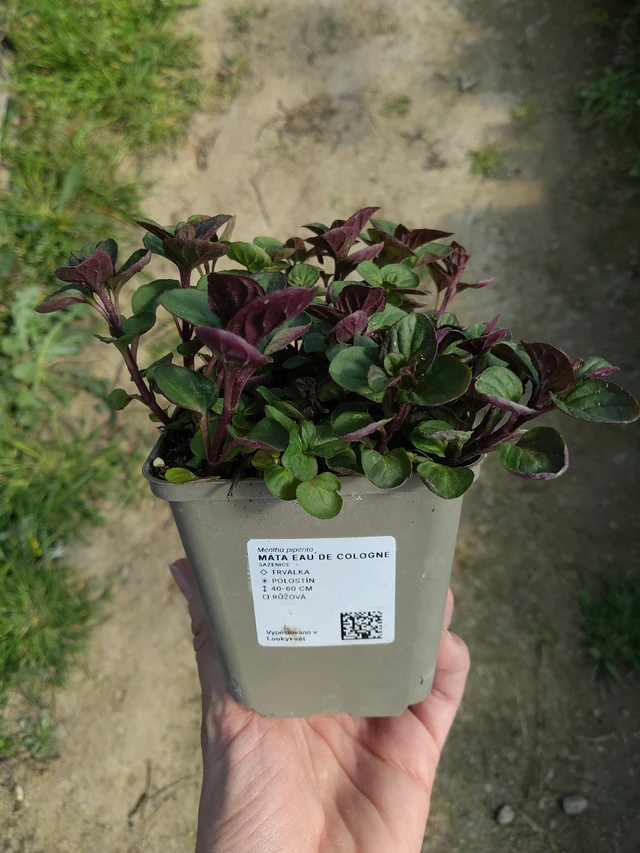 Menthe Eau de Cologne - 27. 3. 2026