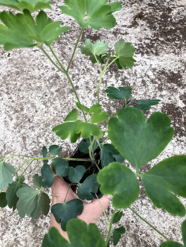 Orlíček Bordeaux Barlow - 2024