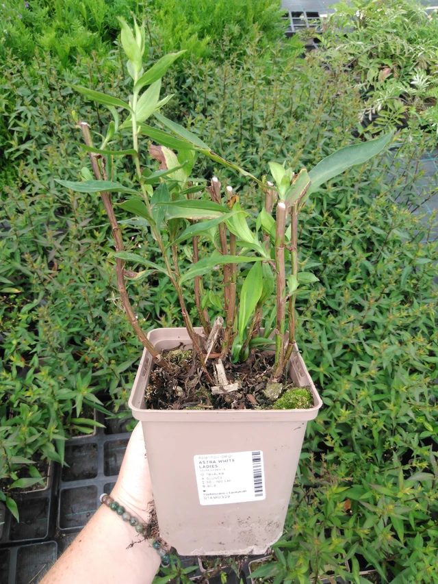 Astra White Ladies - 2024