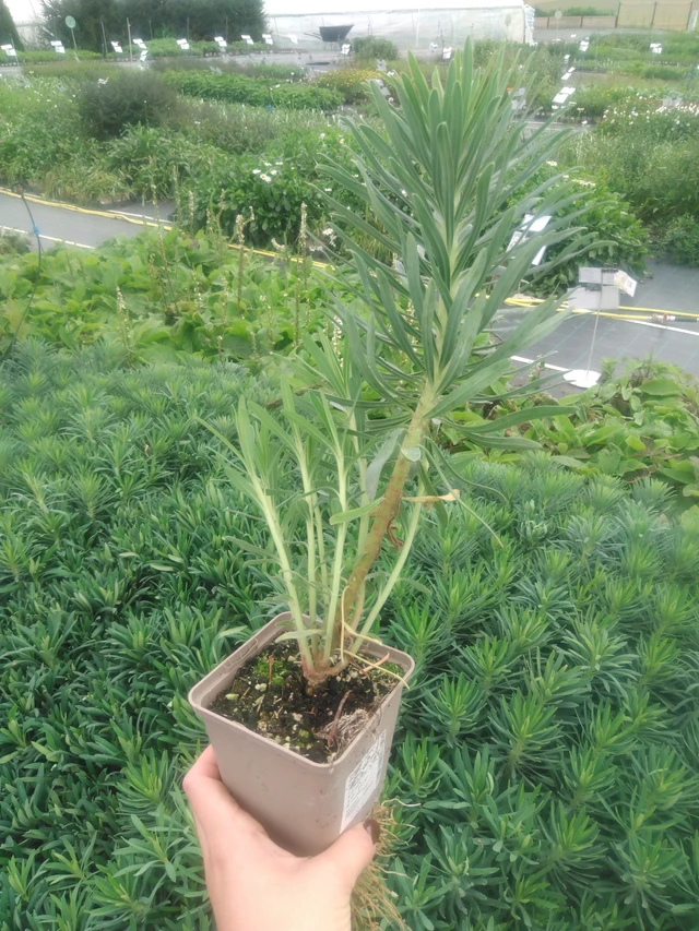 Euforbia Wulfenii - 2024