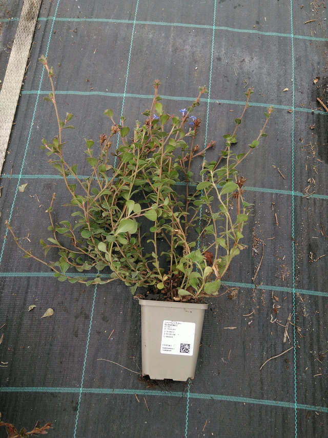 Plumbago - 10. 9. 2025