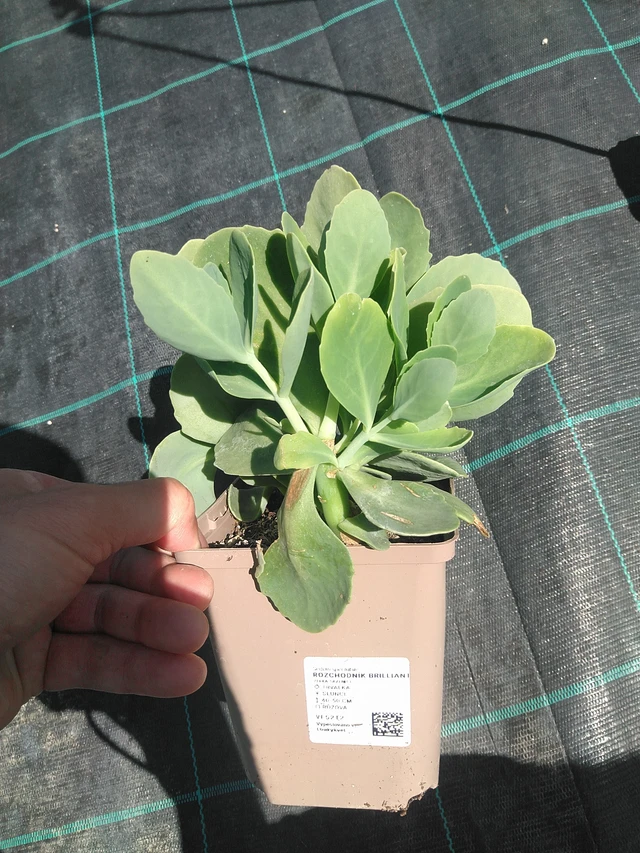 Rozchodník Brilliant - 24. 6. 2025