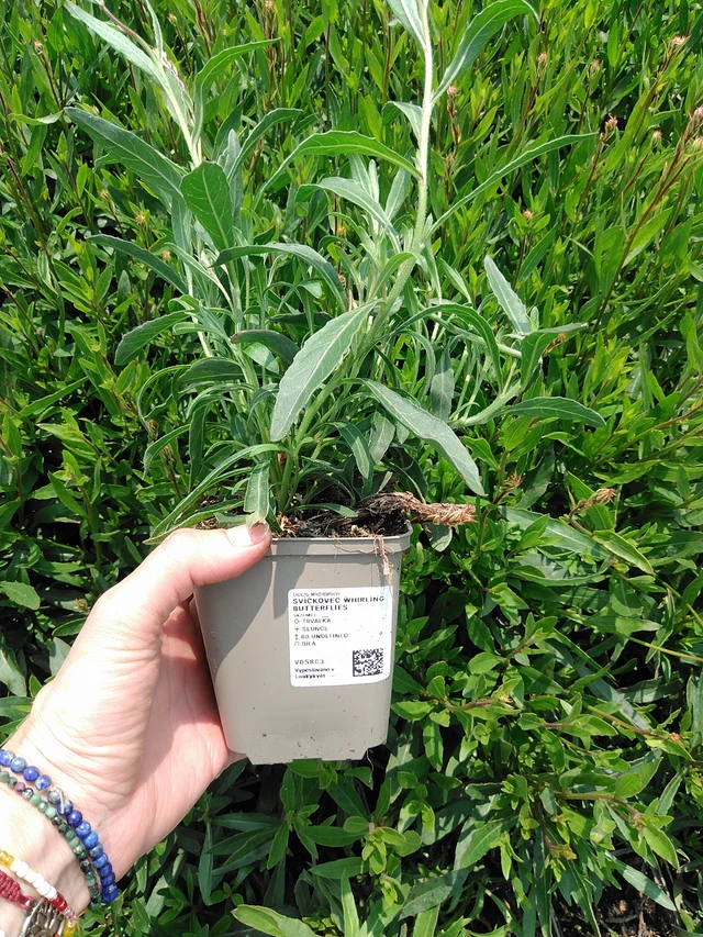 Svíčkovec Whirling Butterflies - 9. 6. 2025