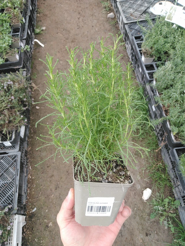 Svatolína olivová - 1. 8. 2025