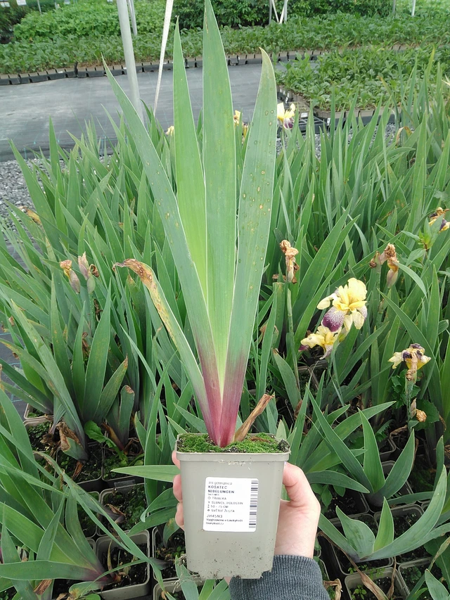 Lirio Nibelungen - 9. 6. 2025