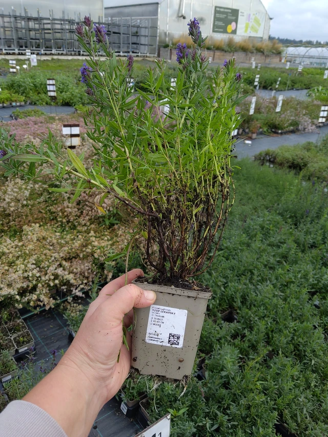 Hyssop officinalis - 9. 10. 2025