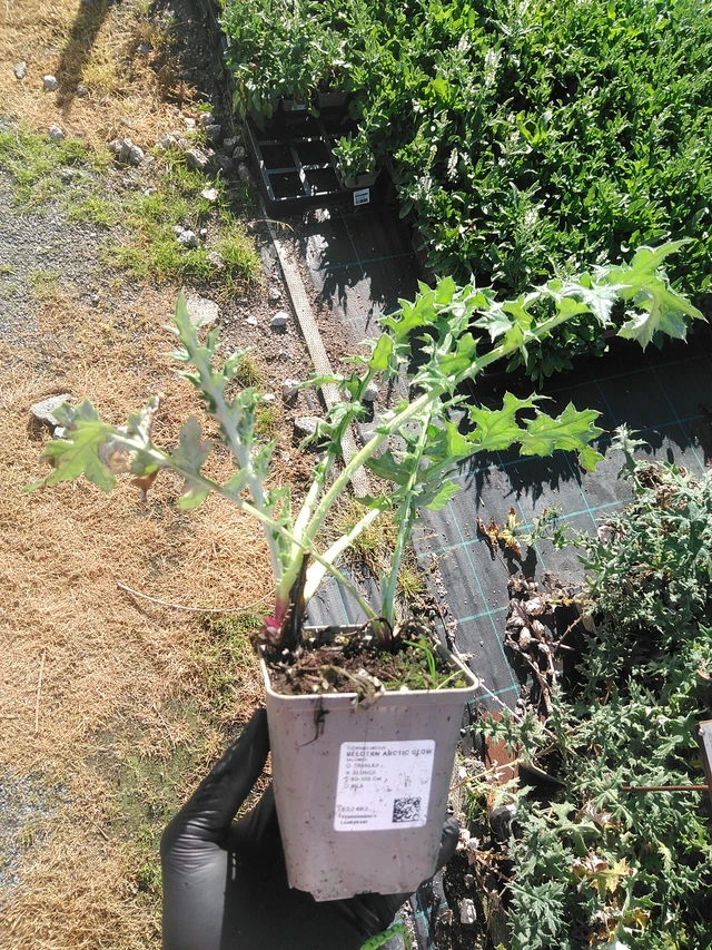 Sinipallo-ohdake Arctic Glow - 19. 8. 2025