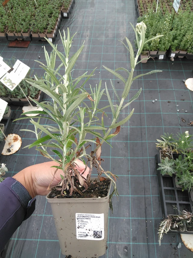 Helminukkakukka Neuschnee - 11. 7. 2025