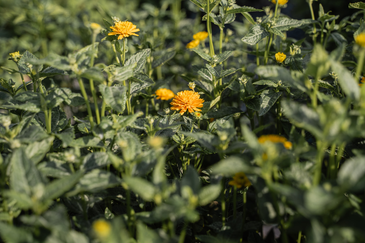 Janeba Asahi, Loukykvět