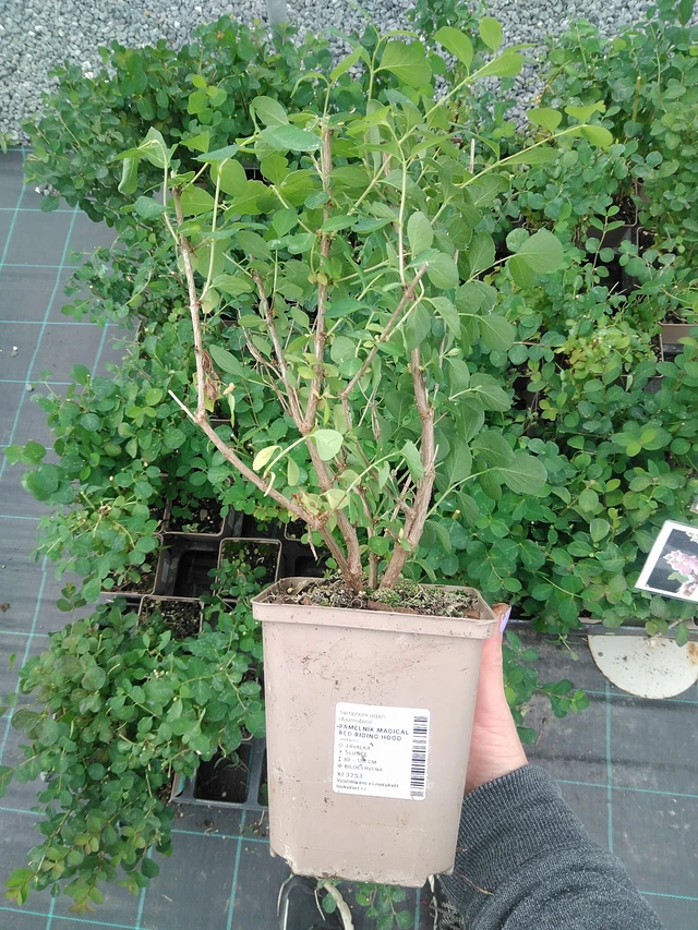 Snowberry Magical Red Riding Hood - 9. 6. 2025